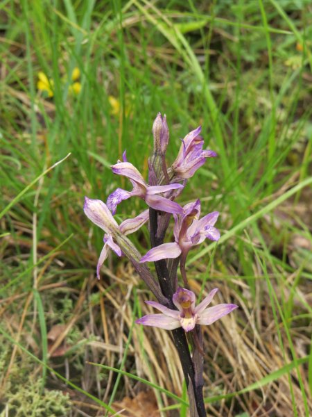 (12) Violet Birdsnest Orchid (Limodorum arbortivum).JPG